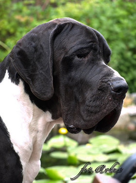 ASGAR ARHUS Hund Hus