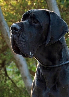 AGNAR ARHUS Hund Hus