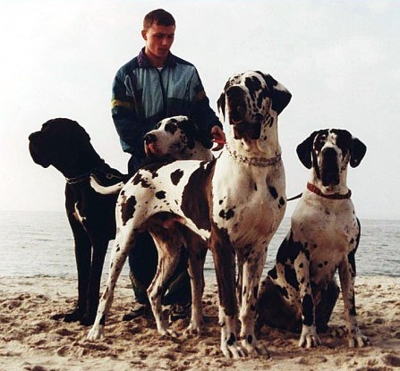 Hodowla dogów niemieckich ARHUS, dogi niemieckie, great danes