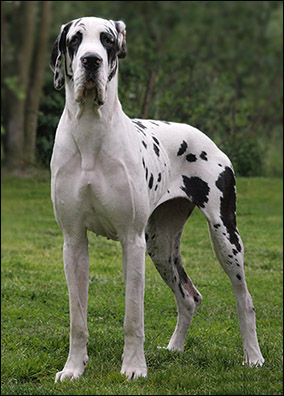 DRAZETKA Czar Olbrzyma