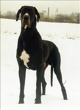 AMBER ze Słowiczego Gniazda