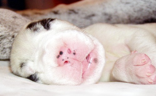 SZCZENIĘTA - PISANKA Arhus